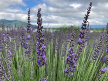 たんばらラベンダーパークに投稿された画像（2024/8/16）