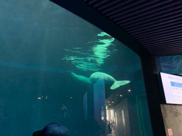 島根県立 しまね海洋館に投稿された画像（2024/8/16）