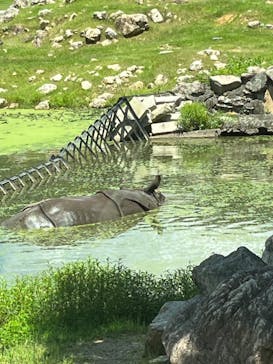 秋吉台自然動物公園 サファリランドに投稿された画像（2024/8/16）