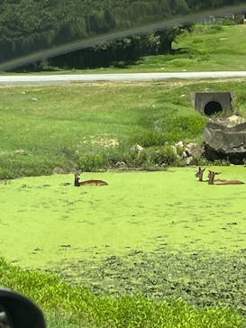 秋吉台自然動物公園 サファリランドに投稿された画像（2024/8/16）