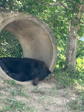 秋吉台自然動物公園 サファリランドに投稿された画像（2024/8/16）