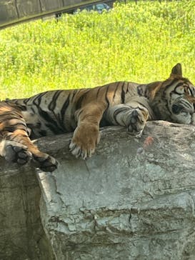 秋吉台自然動物公園 サファリランドに投稿された画像（2024/8/16）