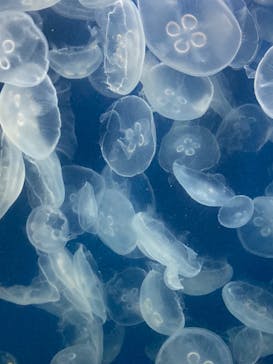 鴨川シーワールドに投稿された画像（2024/8/16）