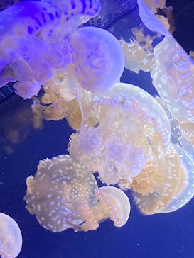 鴨川シーワールドに投稿された画像（2024/8/16）