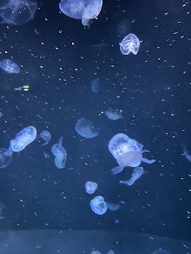 サンシャイン水族館に投稿された画像（2024/8/16）