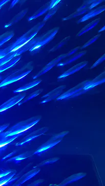 名古屋港水族館に投稿された画像（2024/8/16）