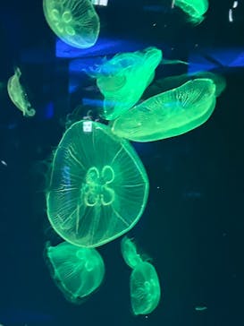 名古屋港水族館に投稿された画像（2024/8/16）
