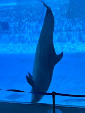 名古屋港水族館に投稿された画像（2024/8/16）