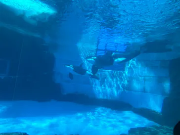 名古屋港水族館に投稿された画像（2024/8/16）