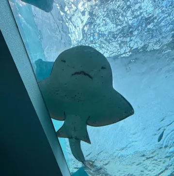 名古屋港水族館に投稿された画像（2024/8/16）