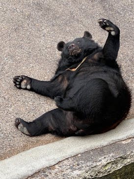 奥飛騨クマ牧場に投稿された画像（2024/8/16）