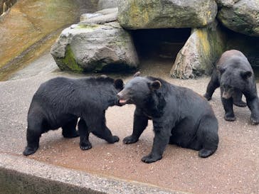 奥飛騨クマ牧場に投稿された画像（2024/8/16）