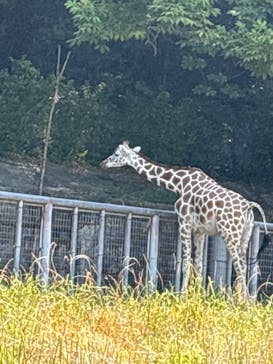 名古屋市東山動植物園に投稿された画像（2024/8/16）