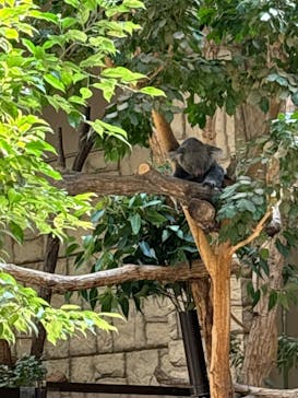 名古屋市東山動植物園に投稿された画像（2024/8/16）