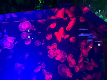 名古屋港水族館に投稿された画像（2024/8/16）