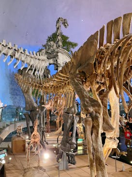 福井県立恐竜博物館に投稿された画像（2024/8/16）