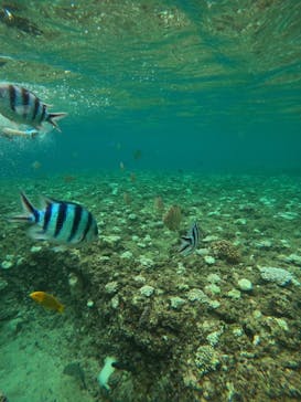 武藤潜水に投稿された画像（2024/8/17）