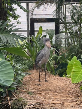 神戸どうぶつ王国に投稿された画像（2024/8/17）