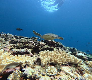  マリンショップHAPPYに投稿された画像（2024/8/17）