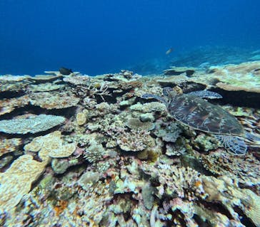  マリンショップHAPPYに投稿された画像（2024/8/17）