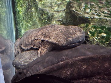 京都水族館に投稿された画像（2024/8/17）