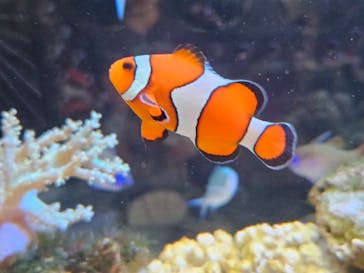 京都水族館に投稿された画像（2024/8/17）