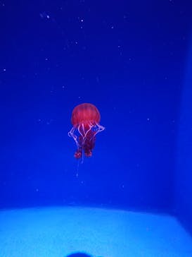 新江ノ島水族館に投稿された画像（2024/8/17）