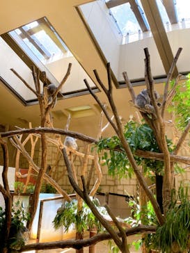 名古屋市東山動植物園に投稿された画像（2024/8/17）