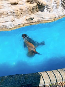 名古屋市東山動植物園に投稿された画像（2024/8/17）