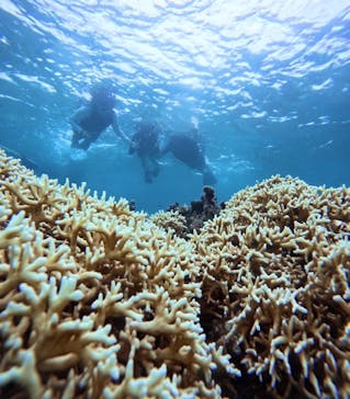 西表島 ADVENTURE PiPi（アドベンチャーピピ）に投稿された画像（2024/8/17）