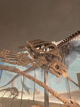 福井県立恐竜博物館に投稿された画像（2024/8/17）