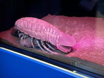 名古屋港水族館に投稿された画像（2024/8/17）