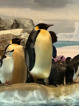 名古屋港水族館に投稿された画像（2024/8/17）