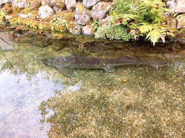 水中楽園アクアリウムに投稿された画像（2024/8/17）
