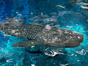 沖縄美ら海水族館に投稿された画像（2024/8/17）