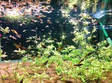 水中楽園アクアリウムに投稿された画像（2024/8/17）