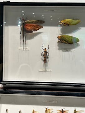 特別展「昆虫 MANIAC」（国立科学博物館）に投稿された画像（2024/8/17）