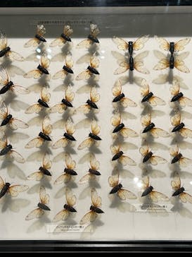 特別展「昆虫 MANIAC」（国立科学博物館）に投稿された画像（2024/8/17）