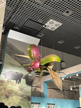特別展「昆虫 MANIAC」（国立科学博物館）に投稿された画像（2024/8/17）