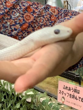 いきもの探検隊上尾に投稿された画像（2024/8/17）