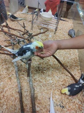 いきもの探検隊湘南に投稿された画像（2024/8/17）