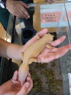 いきもの探検隊湘南に投稿された画像（2024/8/17）