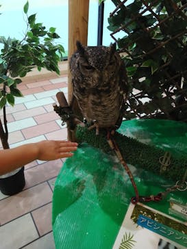 いきもの探検隊湘南に投稿された画像（2024/8/17）