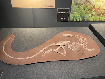 福井県立恐竜博物館に投稿された画像（2024/8/17）