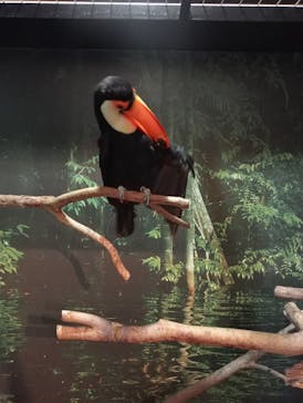 世界淡水魚園水族館　アクア・トトぎふに投稿された画像（2024/8/17）