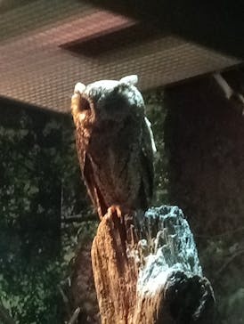 世界淡水魚園水族館　アクア・トトぎふに投稿された画像（2024/8/17）