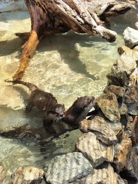 大分マリーンパレス水族館 「うみたまご」に投稿された画像（2024/8/17）