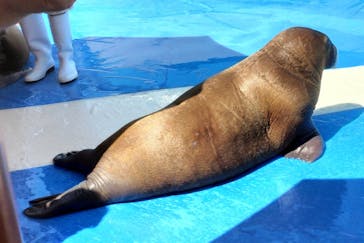 大分マリーンパレス水族館 「うみたまご」に投稿された画像（2024/8/17）