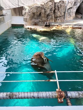 大分マリーンパレス水族館 「うみたまご」に投稿された画像（2024/8/17）