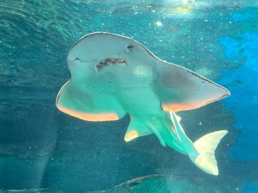 マクセル アクアパーク品川に投稿された画像（2024/8/17）